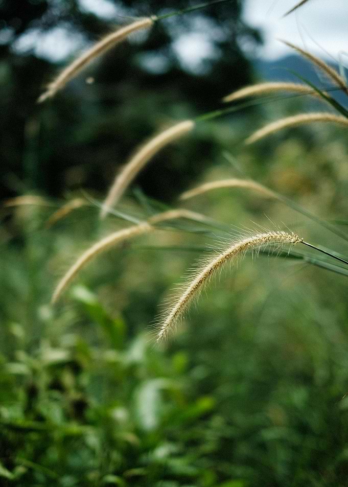 Close-up of grass in a field