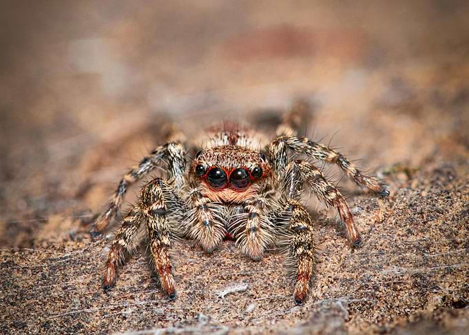 Jumping Spider Close-Up