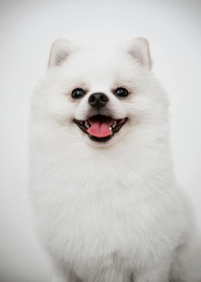 Smiling White Pomeranian Dog Portrait
