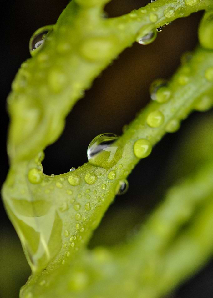 Green Leaf with Water Droplets