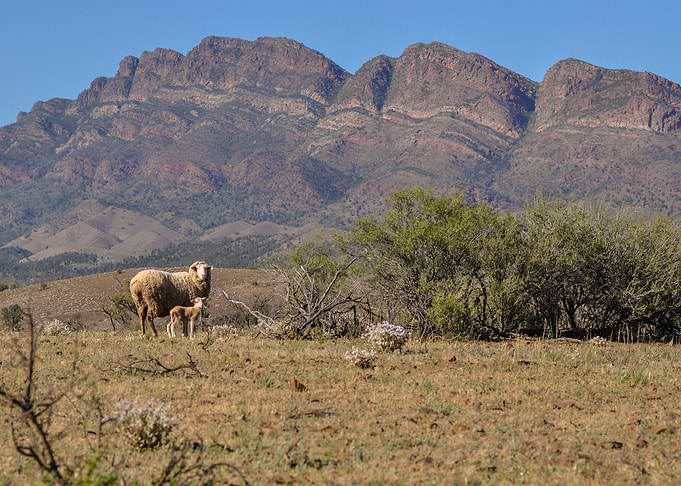 Sheep and Lamb in Australian Landscape