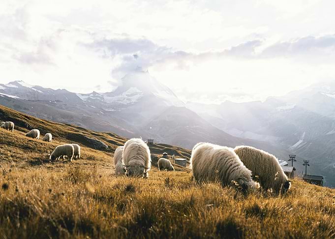 Sheep Grazing in Mountain Landscape