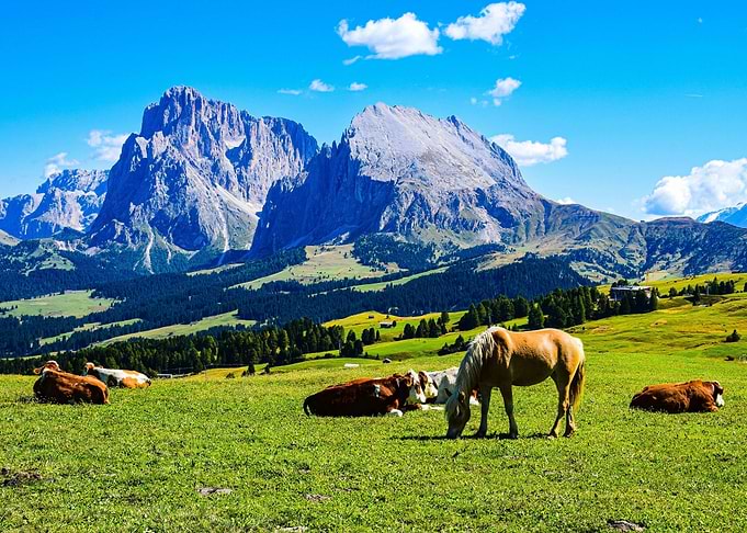 Alpine Meadow with Grazing Animals