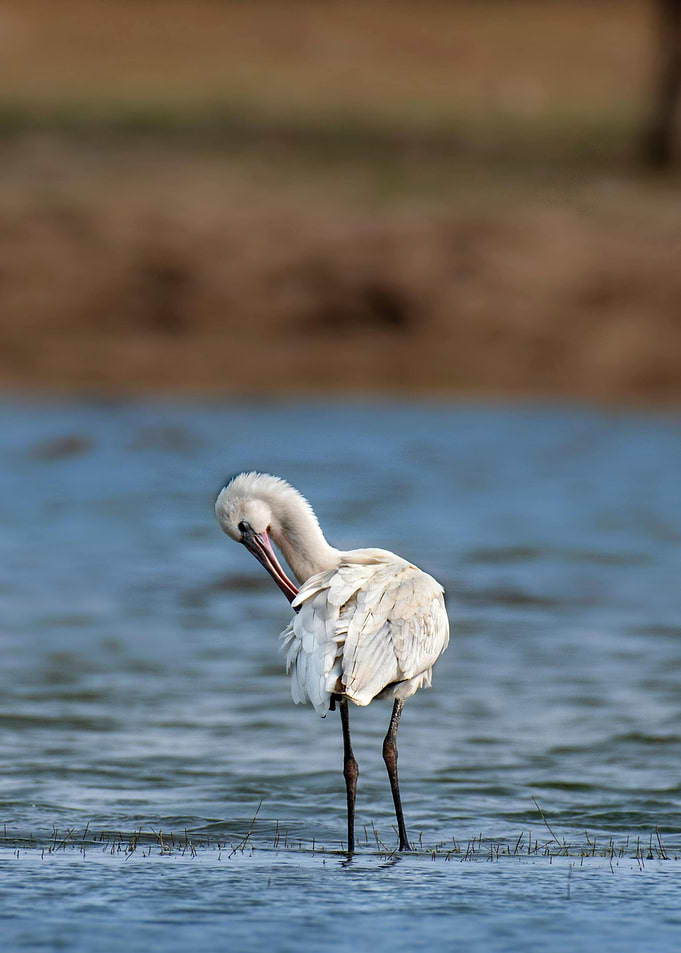 Spoonbill preening in water