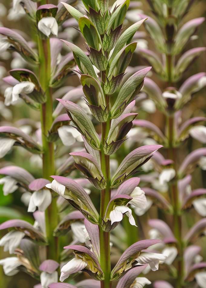Acanthus plant with white flowers