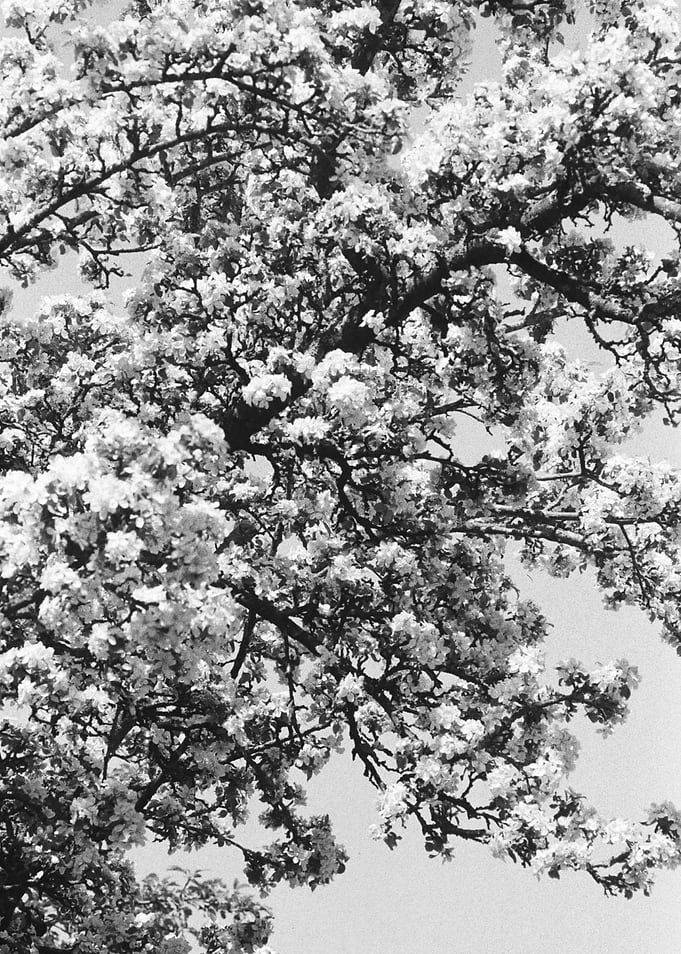 Petals