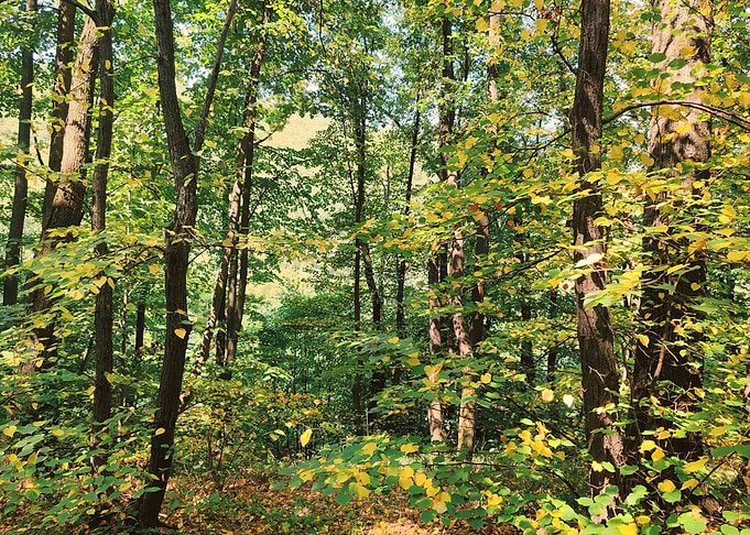 Early autumn forest