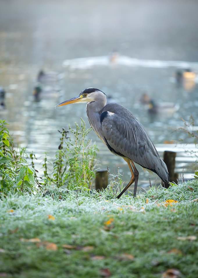 Grey Heron by a Misty Lake