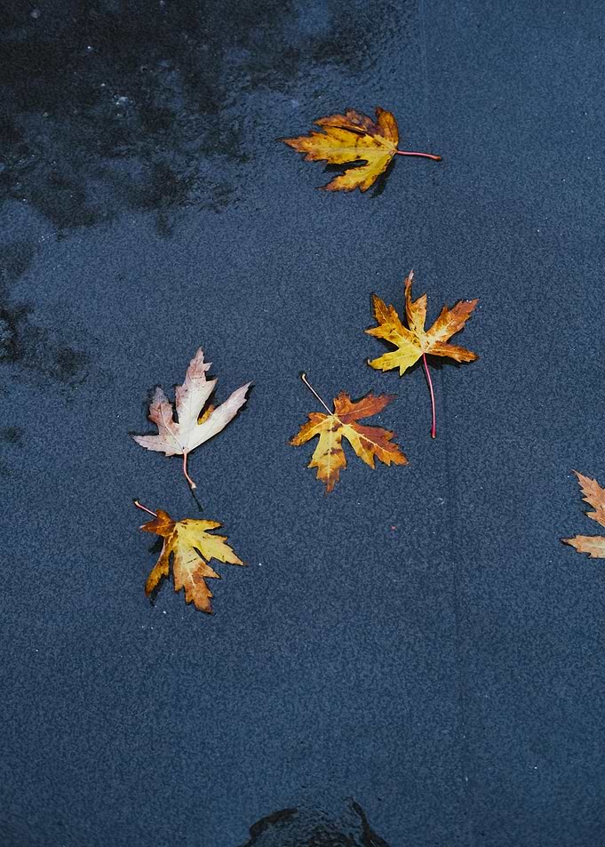 Autumn Leaves on Dark Surface