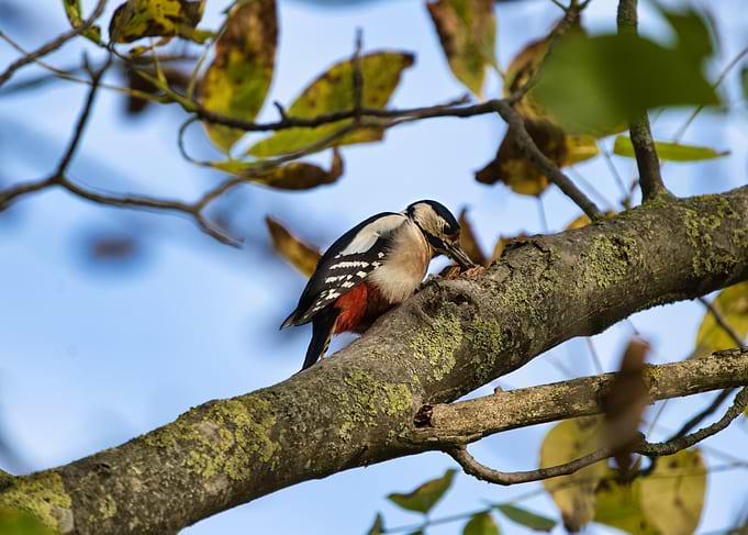 Woodpecker on a tree branch