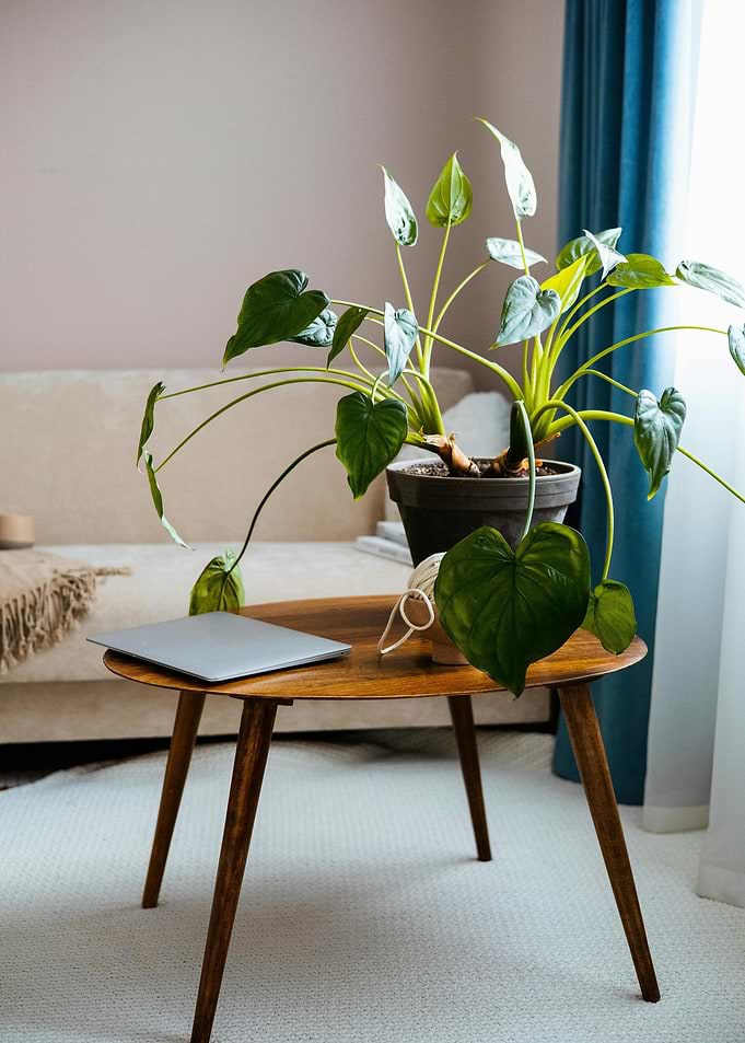 Indoor plant on a wooden table