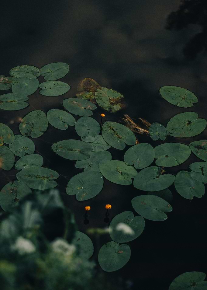 Lily Pads on Dark Water