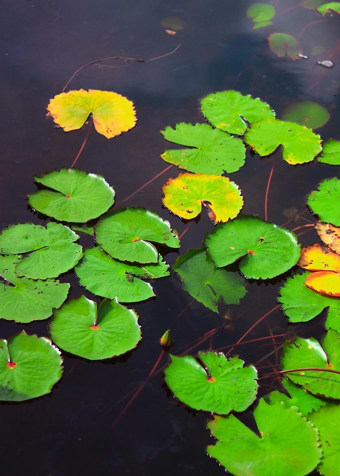 Lily Pads on Dark Water