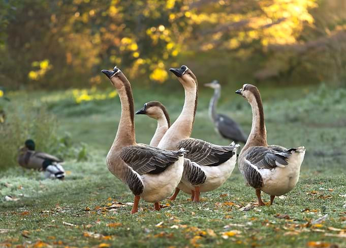 Geese in a park