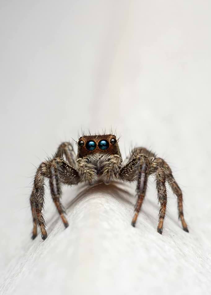Jumping Spider Close-Up with Blue Eyes