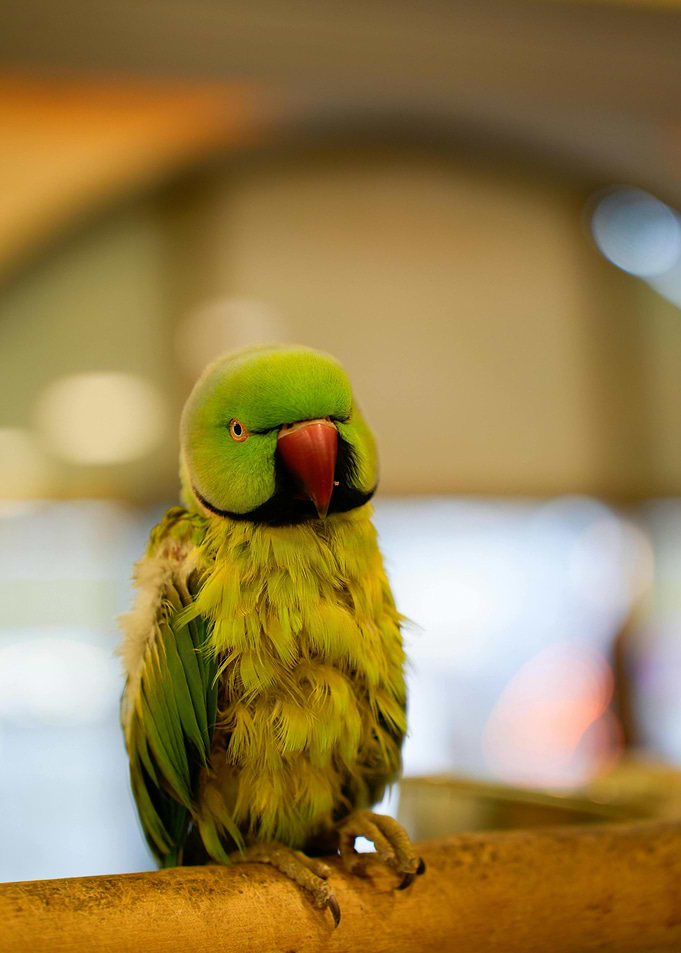 Green Parrot Portrait