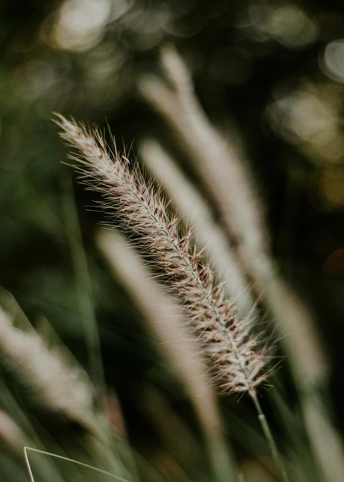 Close-up of Wheatgrass in Nature