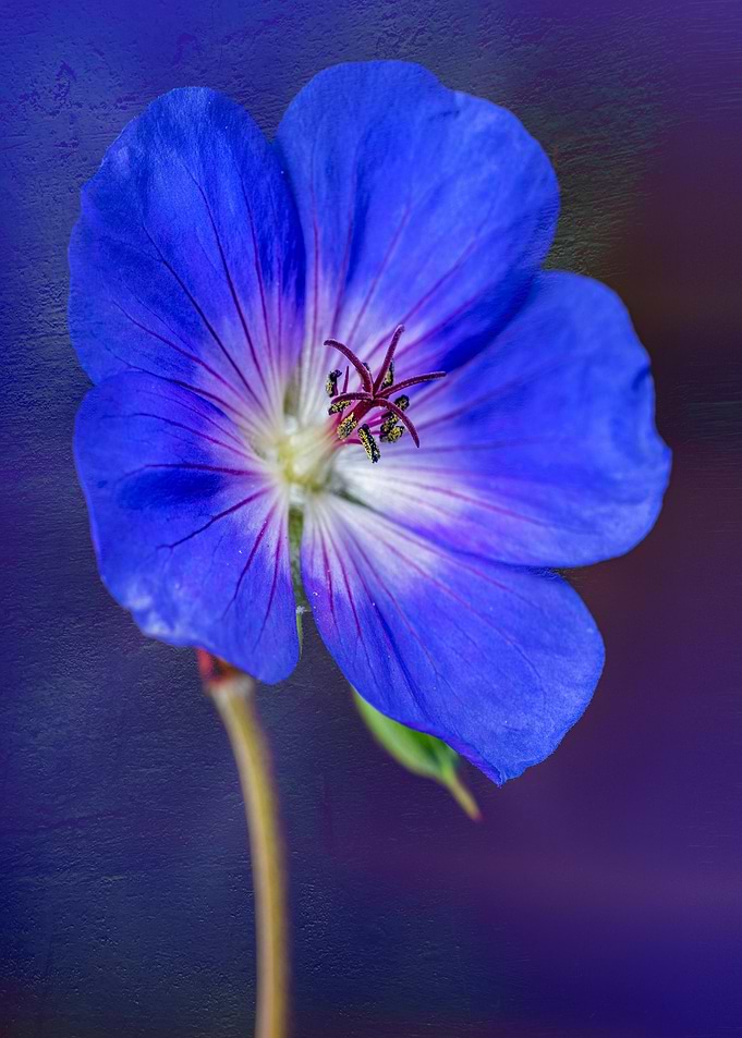 Vibrant Blue Flower Close-Up
