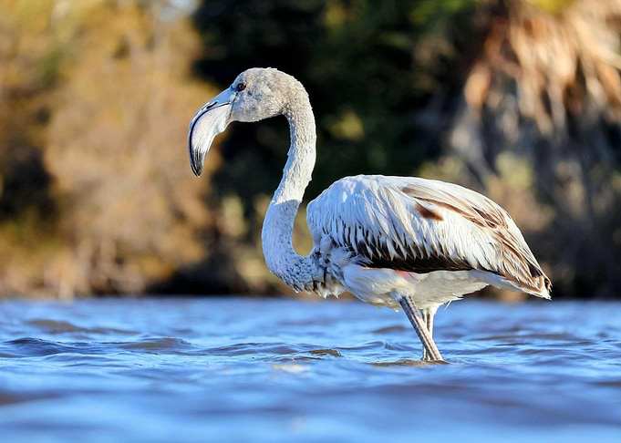 Flamingo wading in blue water