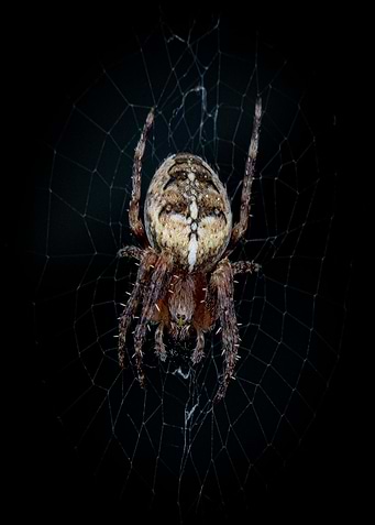 Spider in Web on Black Background