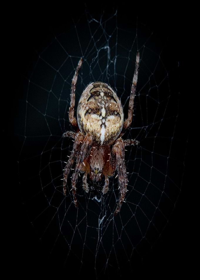 Spider in Web on Black Background