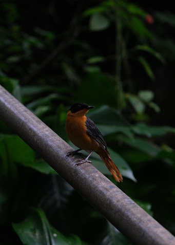 Orange and Black Bird on Branch