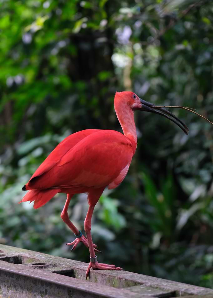 Scarlet Ibis Bird Portrait