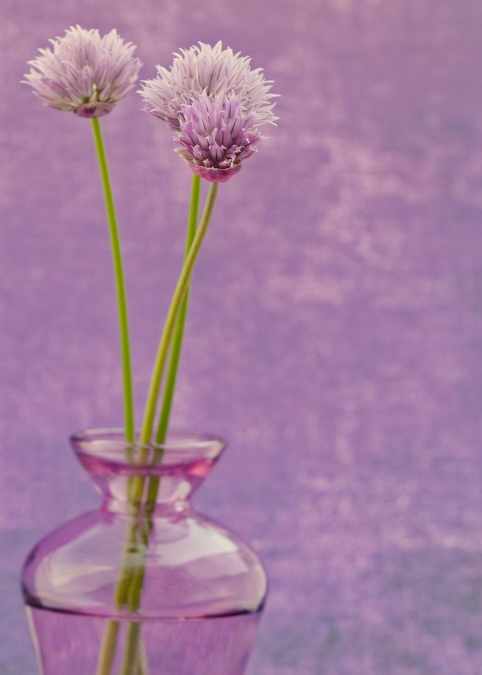 Chive Blossoms in Purple Vase