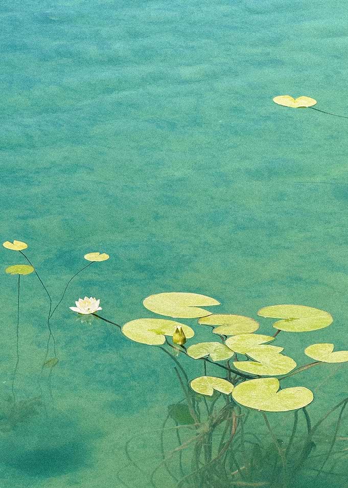 Water Lilies in Teal Water