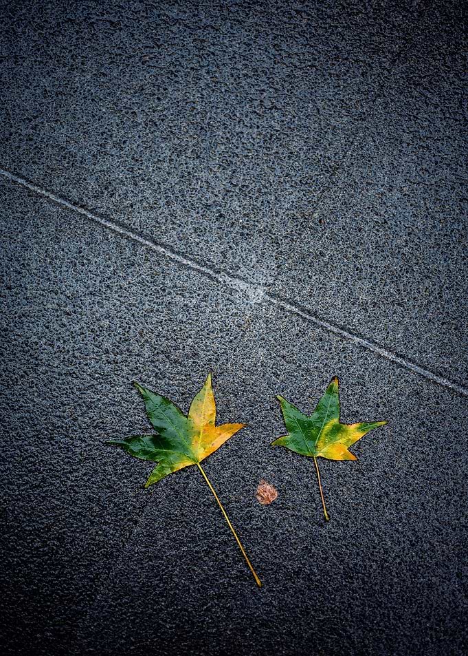 Autumn Leaves on Wet Pavement