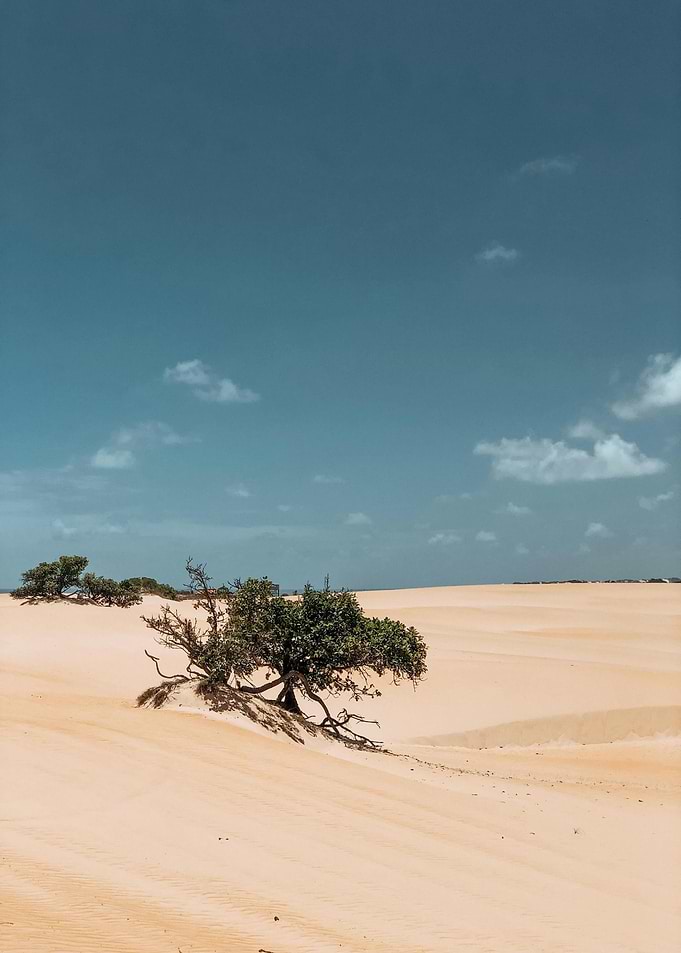 Desert Landscape with Trees and Sky