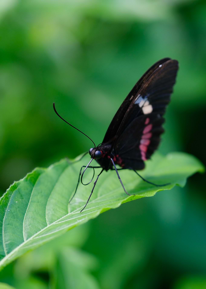 Black Butterfly on Green Leaf