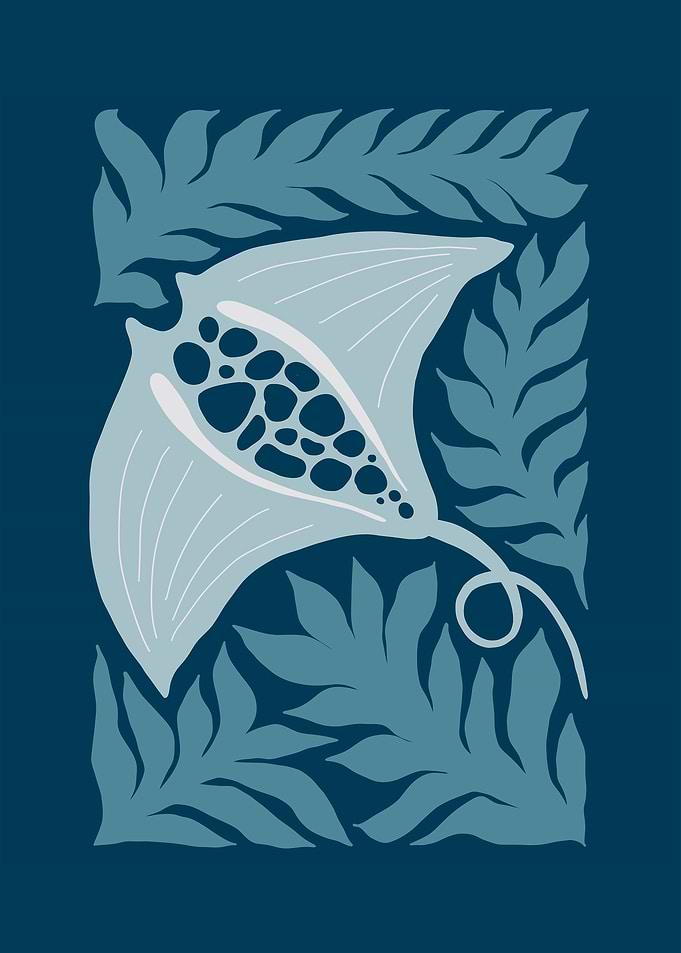 Manta Ray