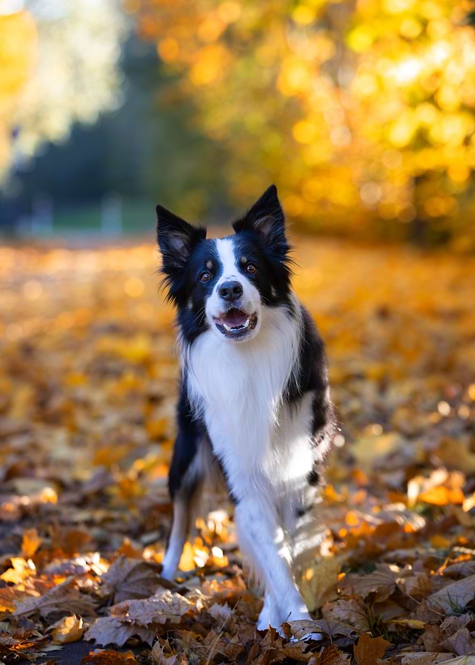 Border Collie in Autumn Leaves