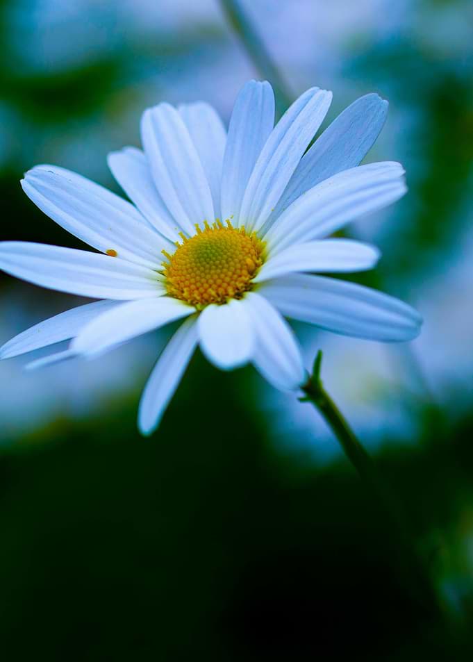 White Daisy Flower Close-Up