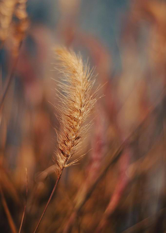 Golden Wheat Field Close-Up