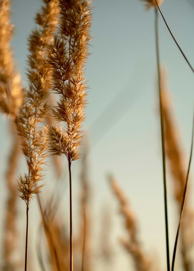 Golden Wheat Field at Sunset