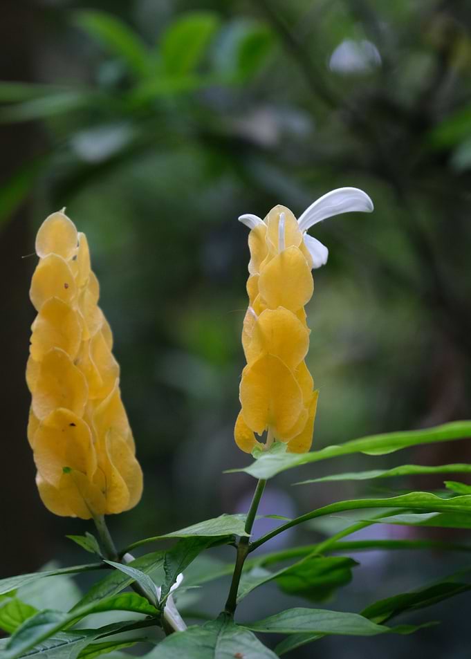 Golden Shrimp Plant Pachystachys lutea