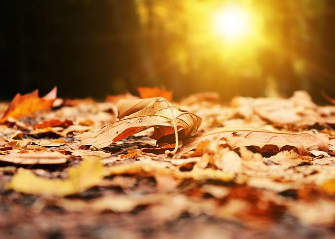 Autumn Leaves in Sunlight