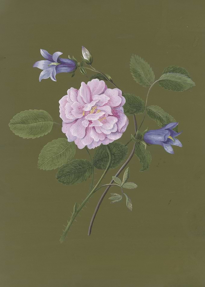 Rose and bluebells