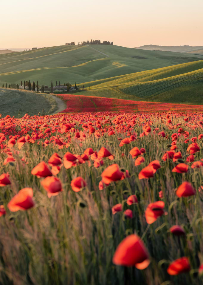 Tuscany Landscape with Poppy Field