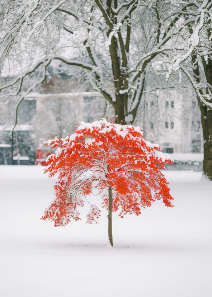 Red Tree in Winter Snow