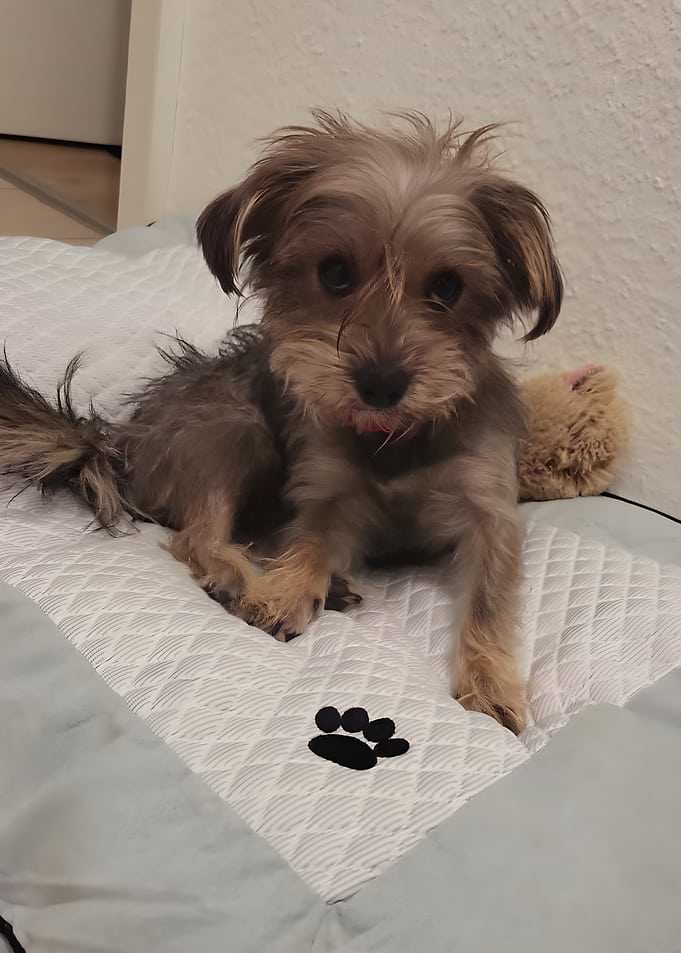 Cute Terrier Mix on Dog Bed