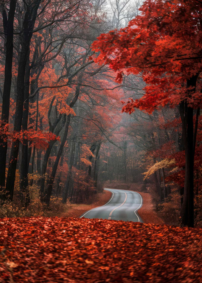 Autumn Road Through Forest