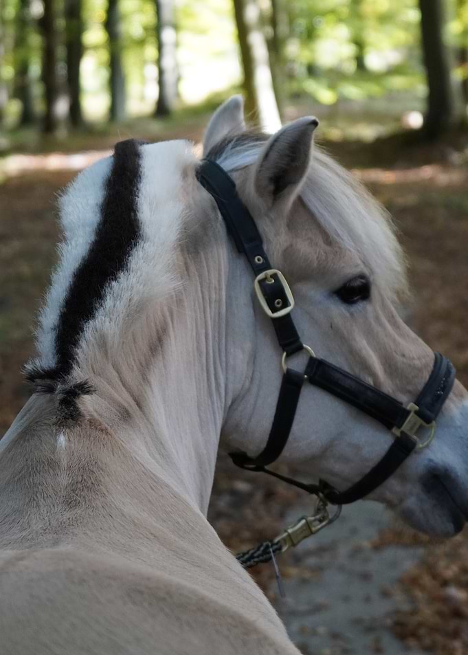 Horse Portrait with Black Bridle
