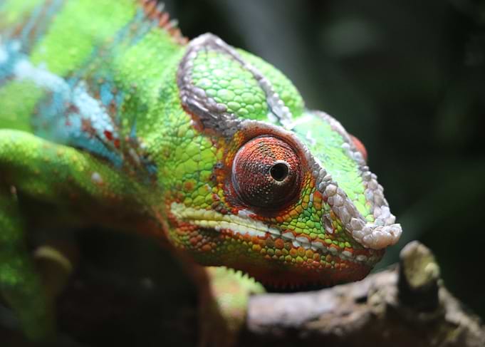 Colorful Chameleon Close-Up