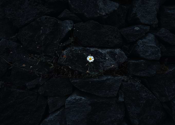 Daisy in Stone Wall
