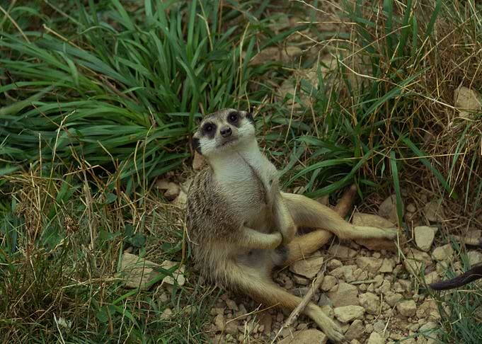 Meerkat Relaxing in the Grass