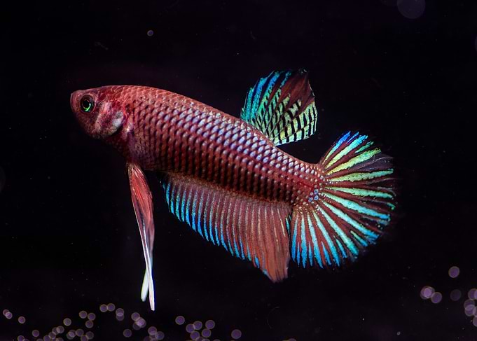 Betta multicolor traditional Plakat