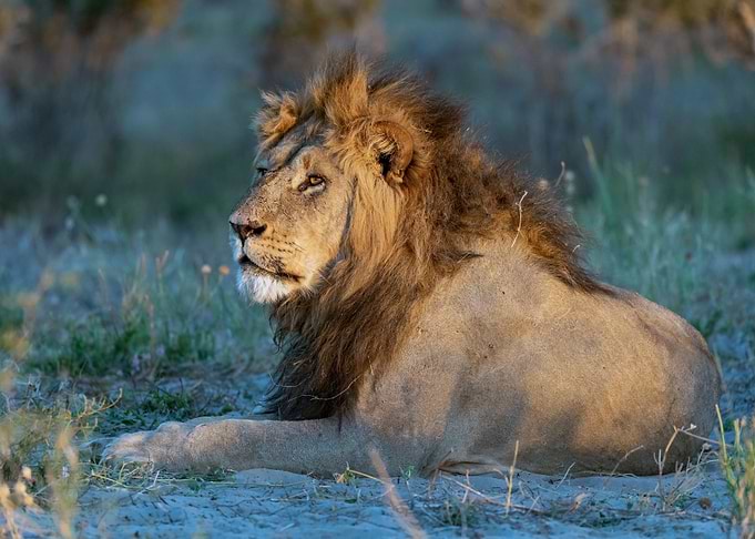 Lion of Savuti — Romeo, Renegade Brother on Sekoti’s Path , Savuti